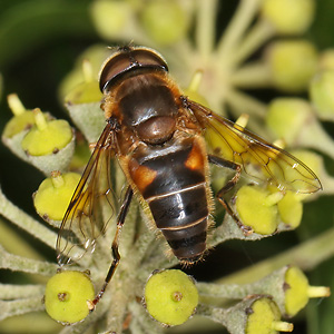 Eristalis pertinax (13.9.2025) Eristalis pertinax
