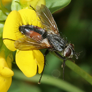 Eriothrix rufomaculata