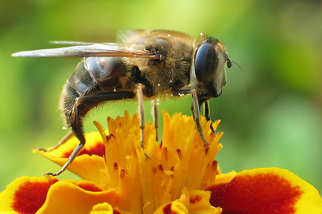 Eristalis tenax