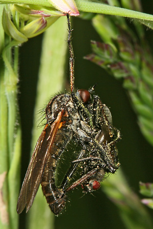 Empis tessellata, M Empis tessellata, M