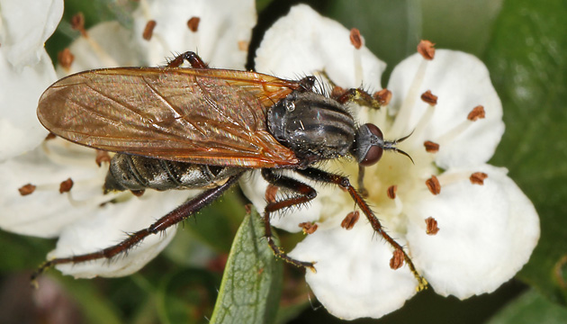 Empis tessellata Empis tessellata