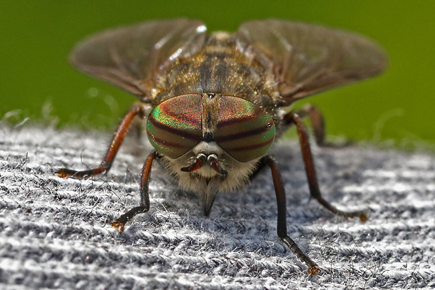 Hybomitra bimaculata