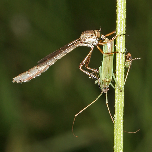 Leptogaster cylindrica mit Beute