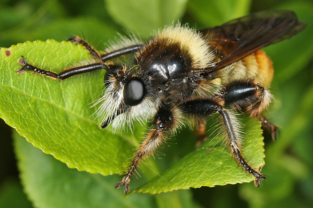 Laphria flava