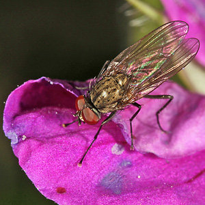 Blumenfliege (Anthomyiidae) Blumenfliege