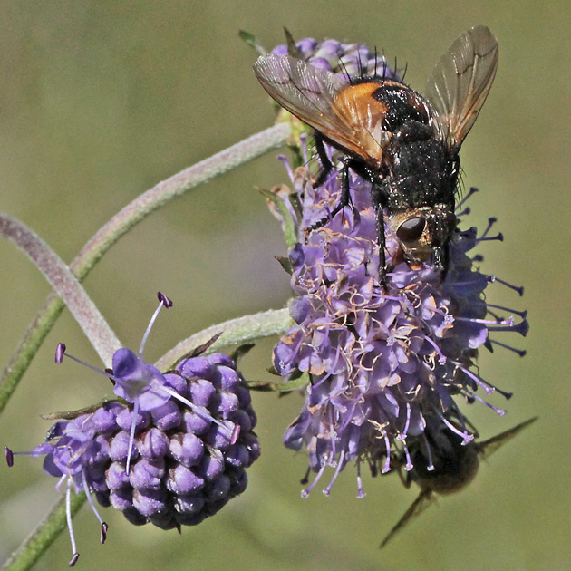 Nowickia ferox, W (13.6.2019) Nowickia ferox