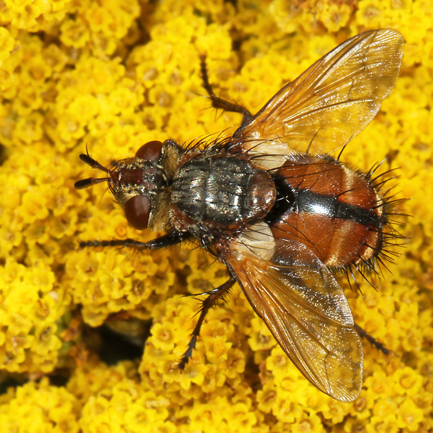Peleteria rubescens (2.8.2011) Peleteria rubescens