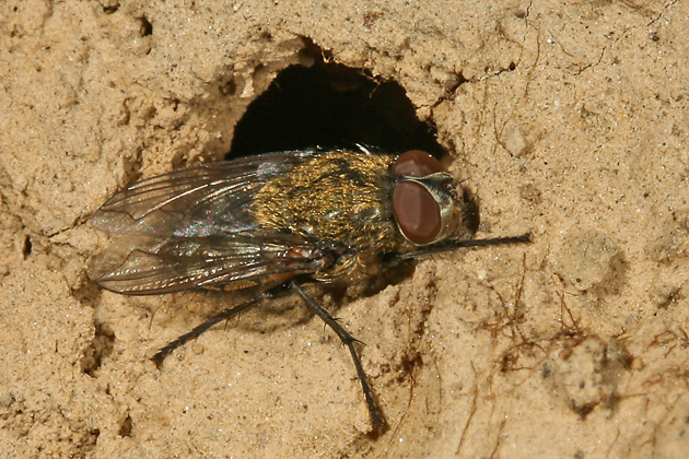 Pollenia cf.rudis