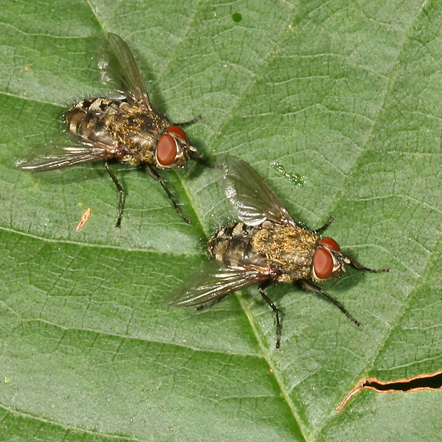 Pollenia cf.rudis
