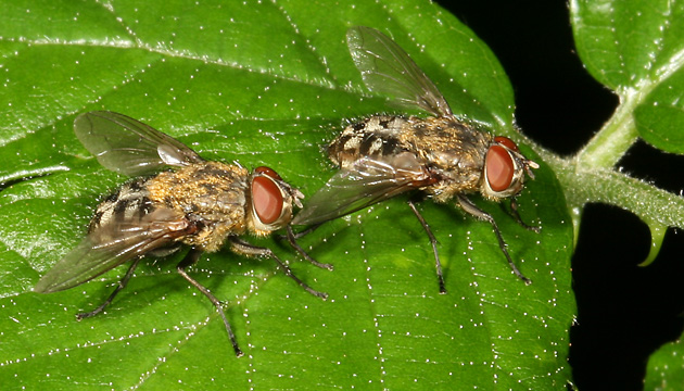 Pollenia cf.rudis