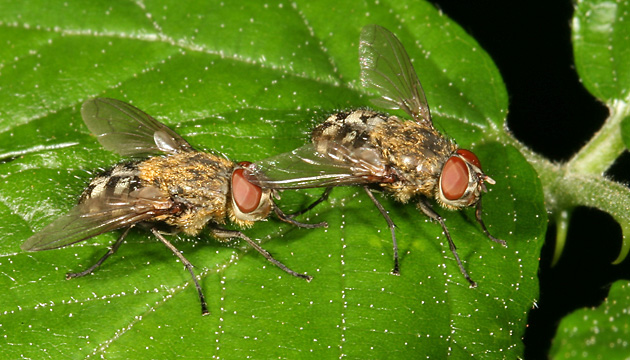 Pollenia cf.rudis