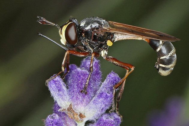 Physocephala rufipes Physocephala rufipes