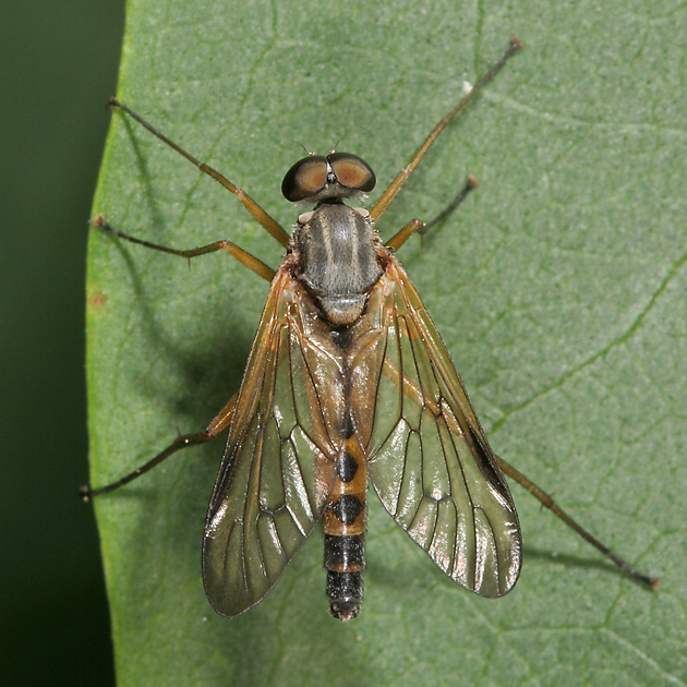Rhagio vitripennis Rhagio vitripennis