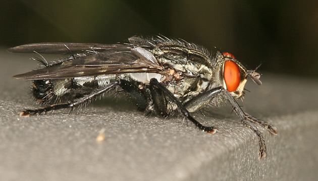 Sarcophaga carnaria Sarcophaga carnaria