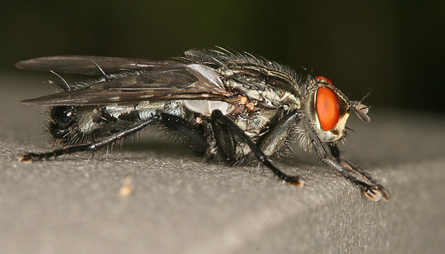 Sarcophaga carnaria Sarcophaga carnaria