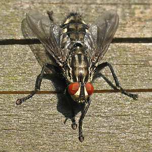 Sarcophaga carnaria