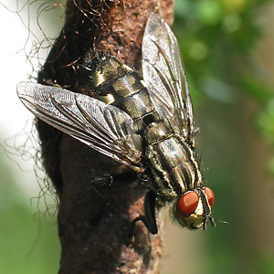 Sarcophaga carnaria
