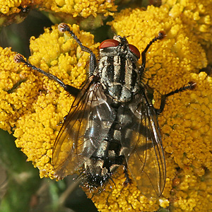 Sarcophaga carnaria