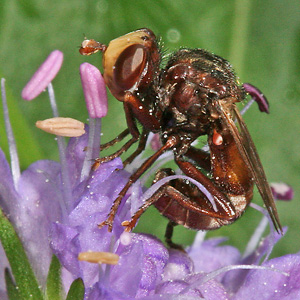 Sicus ferrugineus Sicus ferrugineus