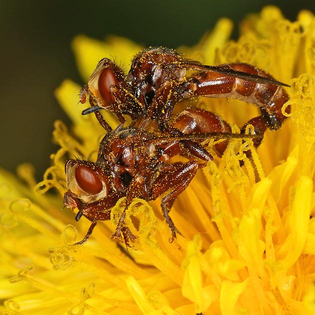 Sicus ferrugineus, MW Sicus ferrugineus, MW