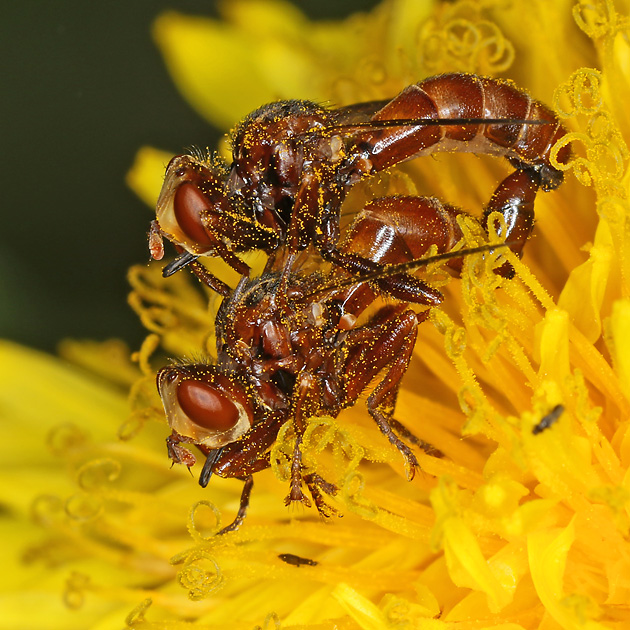 Sicus ferrugineus, MW Sicus ferrugineus, MW