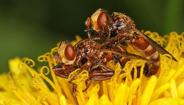 Sicus ferrugineus, MW Sicus ferrugineus, MW