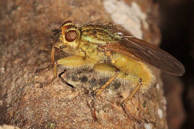 Scathophaga stercoraria