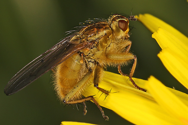 Scathophaga stercoraria