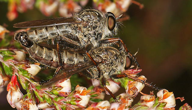 Tolmerus atricapillus (29.8.2025) Tolmerus atricapillus