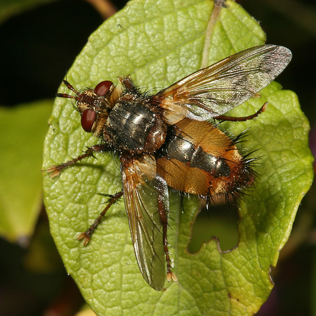 Tachina fera, W (16.8.2008) Tachina fera
