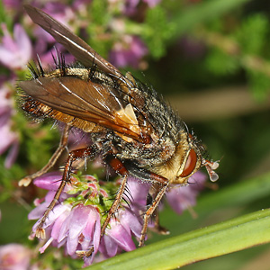 Tachina fera, W (23.8.2020) Tachina fera