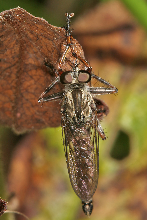 Tolmerus atricapillus