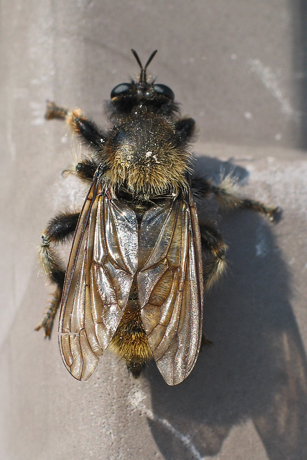 Laphria flava