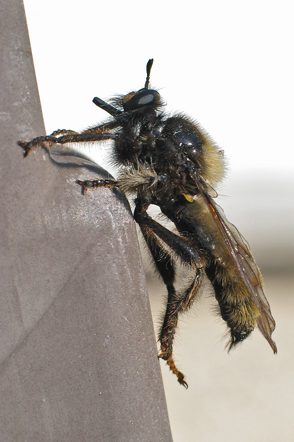 Laphria flava