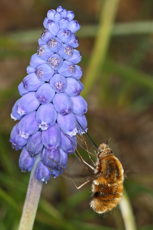 Bombylius major