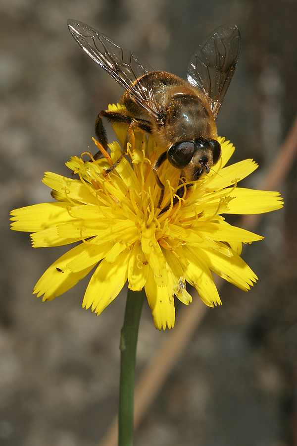 Eristalis tenax