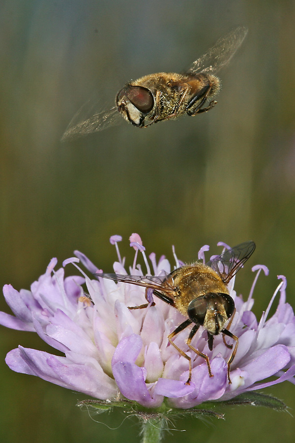 Eristalis tenax