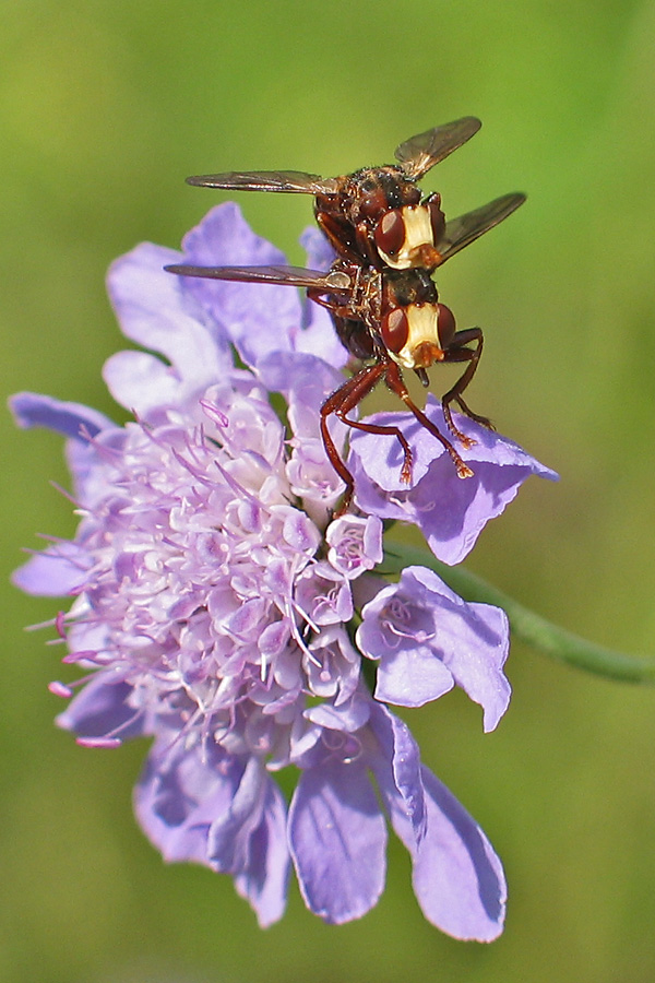 Sicus ferrugineus