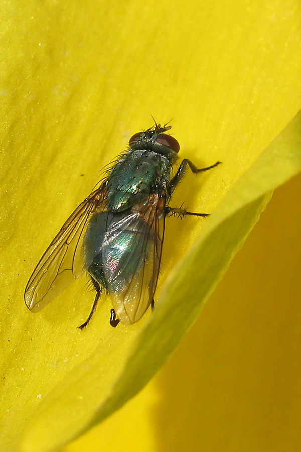 Eudasyphora cyanella