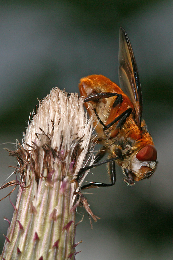 Phasia hemiptera