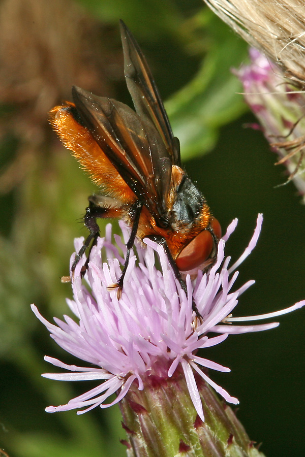 Phasia hemiptera