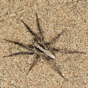Alopecosa accentuata