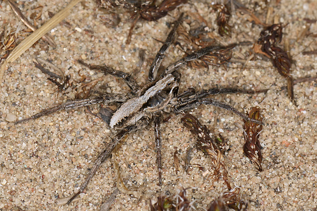 Alopecosa accentuata
