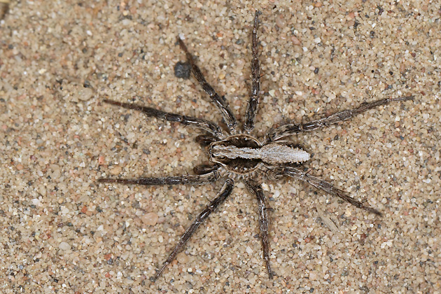 Alopecosa accentuata