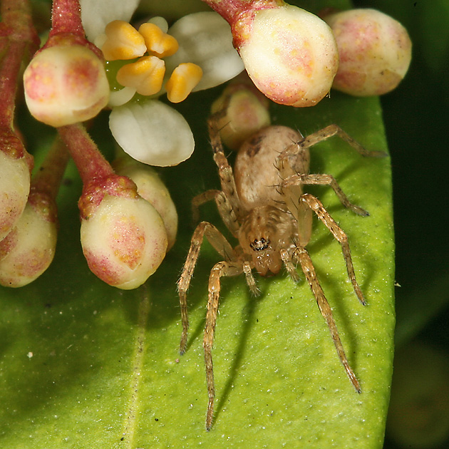 Vierfleck-Zartspinne