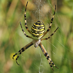 Wespen- bzw. Tigerspinne