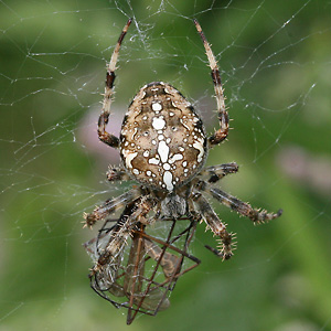 Gartenkreuzspinne