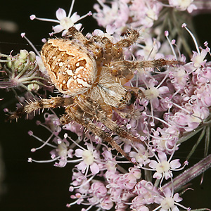 Gartenkreuzspinne