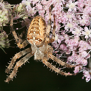 Gartenkreuzspinne