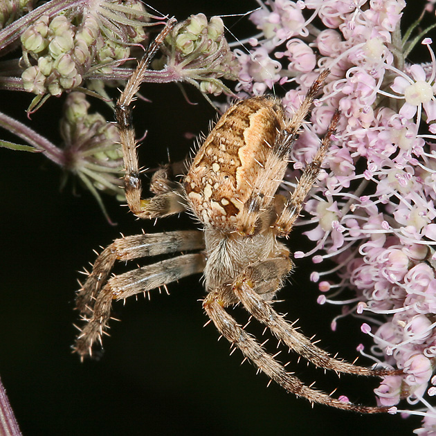 Gartenkreuzspinne